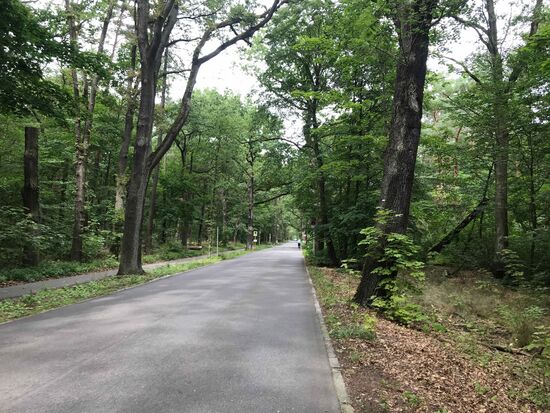 Der Weg nach Berlin geht dann sehr schön dich den Grunewald.