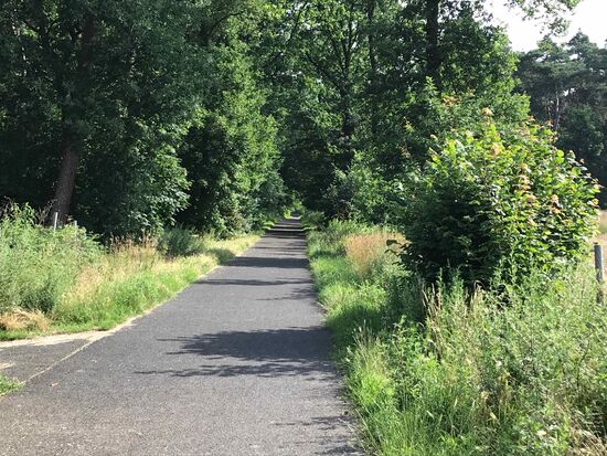 Und dann geht's in den Wald....