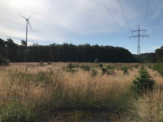 ...beziehungsweise Wiesen und Neuanpflanzungen.