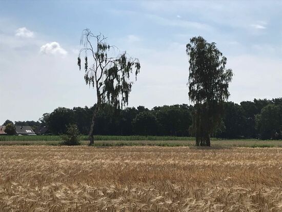 Auf der Umleitung, eigentlich wollte ich weiter durch den Wald, der war aber gesperrt.