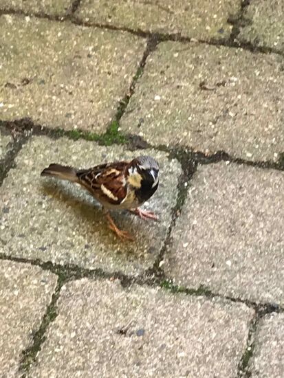 ..... kommen die hungrigen zu Besuch, wer kann da nein sagen???