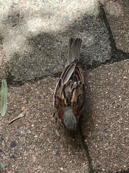 Die Krümel sind so schnell weg, da kann man noch nichtmal ein Bild machen.