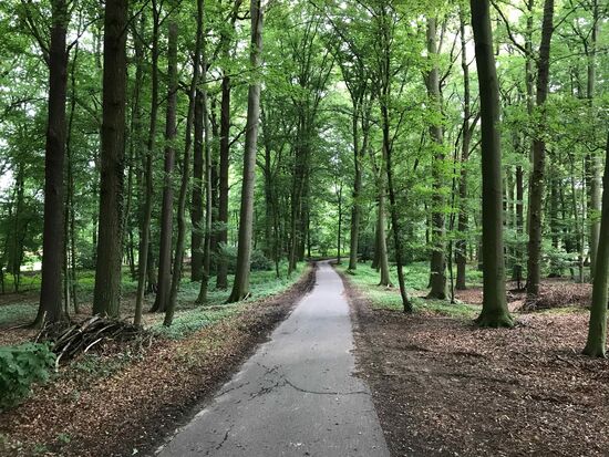 Und wieder viel Wald...