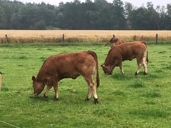 Die haben hier ein glückliches Leben.