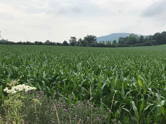 Kurz vor der 2. Bergankunft 