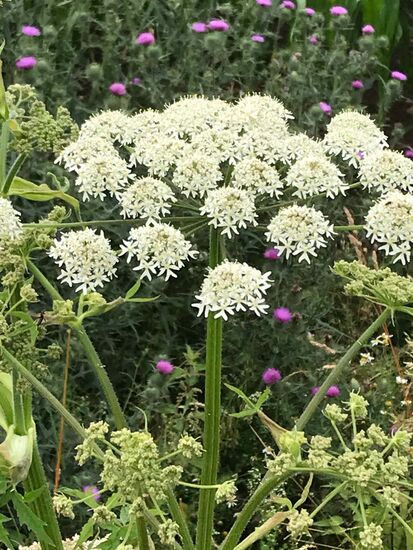 Wenn man mal am Wegesrand schaut, kann man schönes entdecken.