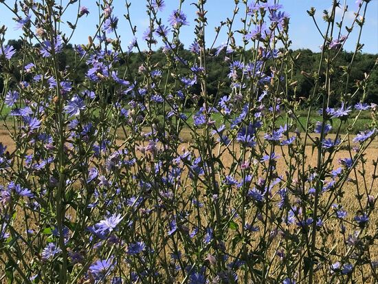 Und etwas buntes darf natürlich nicht fehlen.