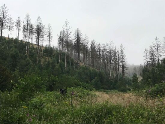 Und auch dass ist die Wahrheit: Waldsterben