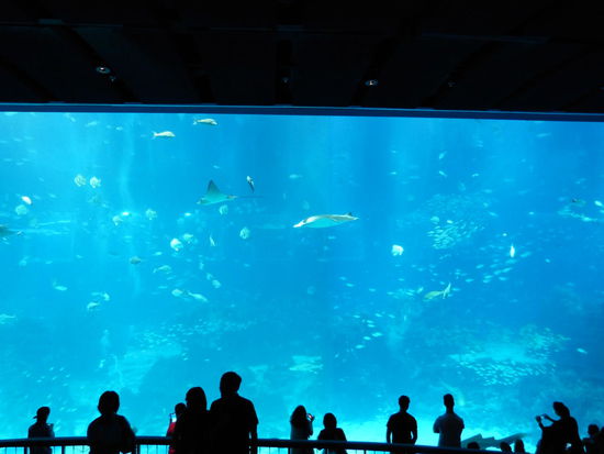 Und ein Rekord: Im Sea- Aquarium auf Sentosa Island gibt es das größte Meerwasserbecken mit hunderten verschiedener Fische