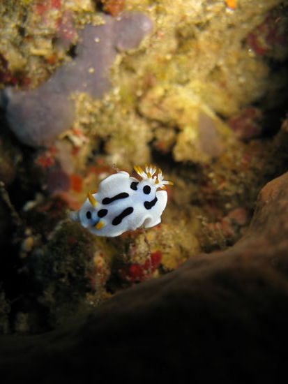 Da wir selber keine Unterwasser-Kamera besitzen haben wir Bob Schafish gefragt, ob wie einige seiner phantastischen Bilder zeigen dürfen. Mit freundlicher Genehmigung ... Thank you BOB!!!! It was a great pleasure to dive with you!