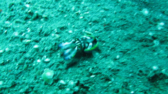 Klein war er, aber genau so spannend wie die etwas größeren Kollegen hier unten. Der flamboyant-Cuttlefish.