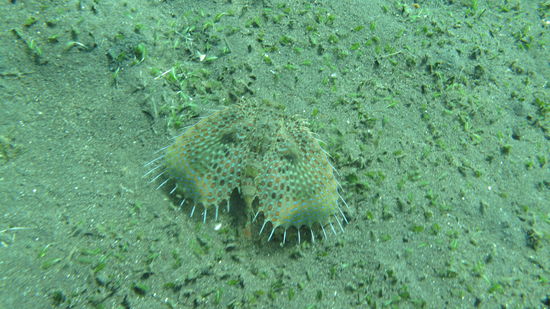 Schmetterling? Motte? Falter? nee, ein Knurrhahn. Da kommt zum schönen Tier auch noch der schöne Name.