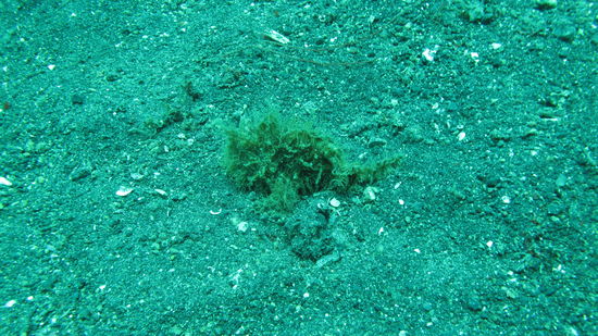 Ines Liebling (einer die vielen ...) äh - ach ja - ist ein hairy frogfish, keine Wollmaus.