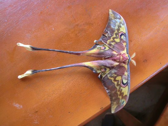 Leider schon sehr angeschlagen, der riesige Nachtfalter ...