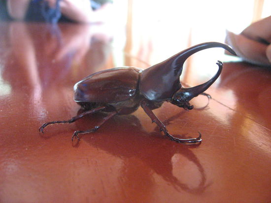 Käfer können FAUCHEN! Dieser hat es mir deutlich demonstriert, als ich ihn in die Hand genommen habe.