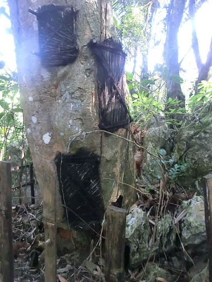 Nur Säuglinge und Kleinkinder, die noch keine Zähne hatten,  wurden in Fötusstellung in einem Baum mit weißem Mark (Milch) beigesetzt. So wird ihnen nach Glauben der Toraja die Möglichkeit gegeben, doch noch zu wachsen und mit dem Baum ein langes Leben zu haben.