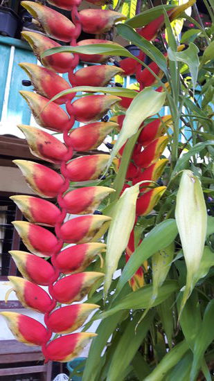 Maritta ist von den floralen Erscheinungen auf Sulawesi so hingerissen, wie Ines von den zoologischen ...