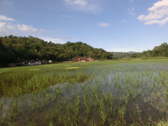 Reisterrassen lassen Marittas Herz höher schlagen. Ines gefällt besonders der Kontrast zu den schroffen Karstfelswänden.