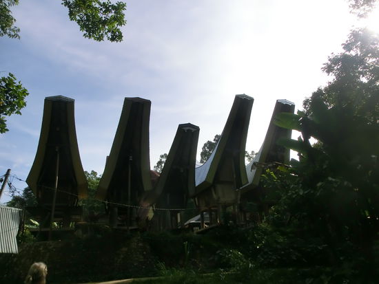 Die Wahrzeichen in Tana Toraja: die Häuser mit ihrer besonderen Dachform faszinieren uns beide immer wieder auf's Neue. Ob mit Wellblech gedeckt, mit Bambus oder mit Steinen: sie haben Charakter. Woher die Form kommt? Wir haben fünf ganz unterschiedliche Ansätze darüber gehört. Die Dachform als  Idee einer "Plantetenwanderbahn", als Schiffsform oder als Gleichklang mit den Hörnern der Wasserbüffel ... fest steht, dass die Dächer und damit auch die Häuser immer von Süd nach Nord ausgerichtet sind.