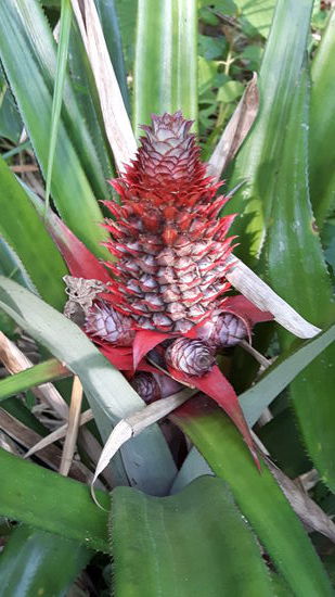 Ananas im Wildwuchs.