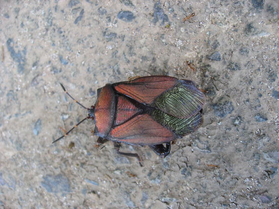 Die großen Insekten: immer einen Aufschrei und ein Foto wert. Alle sooooooo schön, schillernd und bizarr wie diese Wanze.