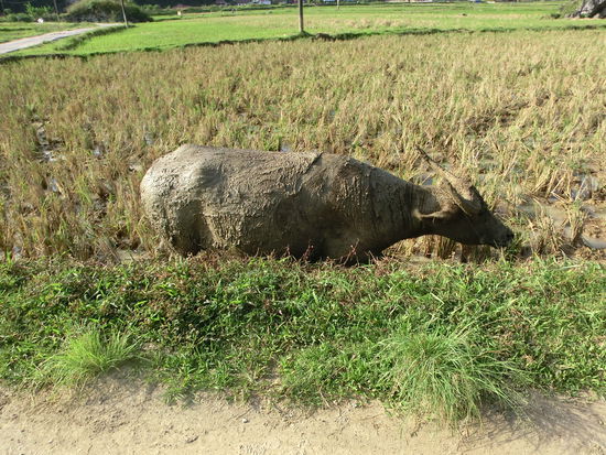 Das Bild geprägt und Ines erfreut haben sie immer wieder: Wasserbüffel!