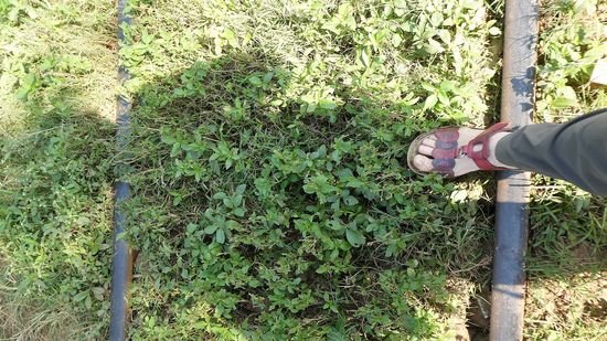 zum Vergleich mein Fuß daneben, das sind die Gleise