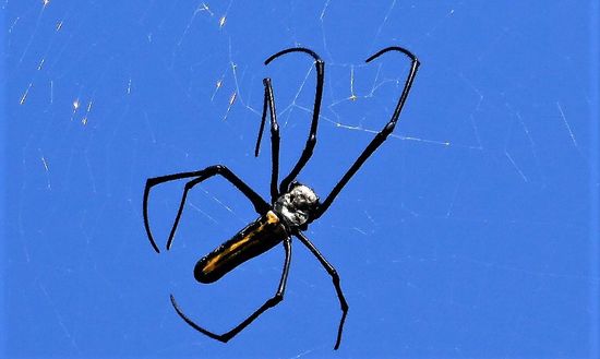 wer weiß, was das für Spinnen sind? Mit Beinen ungefähr handtellergroß. Hingen zu Hunderten zwischen den Bäumen und in der Luft