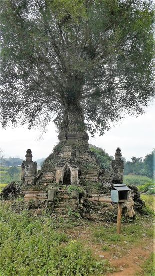 wer war zuerst da? Baum oder Pagode?