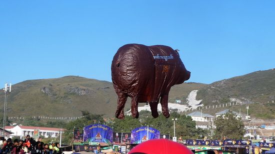 4 Schweine waren es insgesamt