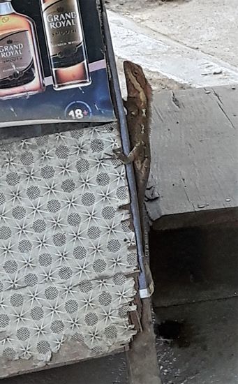 ein kleiner Gesell unterwegs