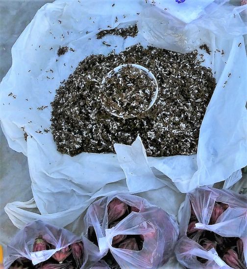 das sind Ameisen, samt Eiern.