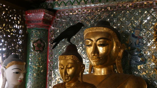 die Stadt ist voller Raben, es krächzt überall und sie scheinen auch nicht scheu zu sein