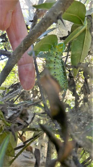 mein Finger zum Größenvergleich