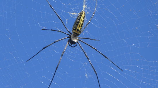 ein weiterer Gartenbewohner
