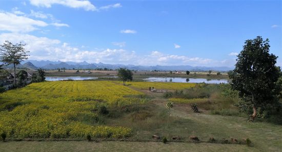 Lunch an einem Sesamfeld (schwarzer Sesam)