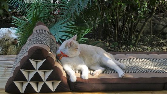 die Königin hält Hof