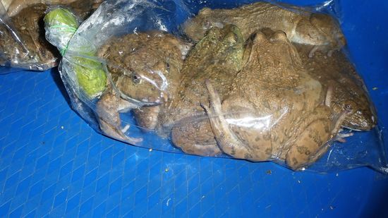 Ihr seht richtig. Frösche. Das grüne Ding ist ein Bambusrohr, damit die Frösche nicht ersticken. Zimperlich kann sich hier keiner leisten