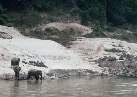 Nicht freilebend, sondern Arbeitselefanten.