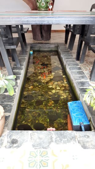 das ist übrigens unter dem Frühstückstisch des Guesthouses. ein Goldfischbecken.