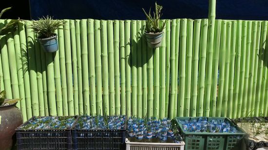 Zwiebelzucht am Haus