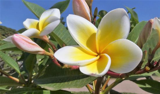 Frangipaniblüten!!! Hachz, wie die durften