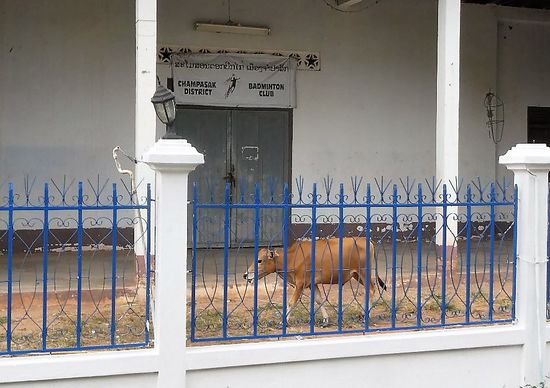 ob die Kuh auch Badminton spielt?