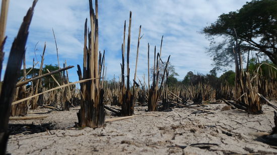 schrieb ich schon? Wenn der Reis hier grün ist....