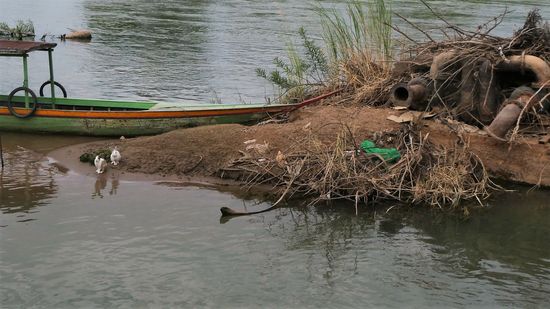 warum die armen Hasen wohl auf der Insel abgesetzt wurden?