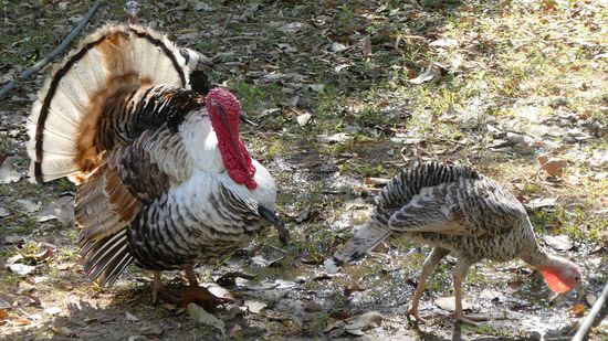 ist der nicht so schön häßlich?