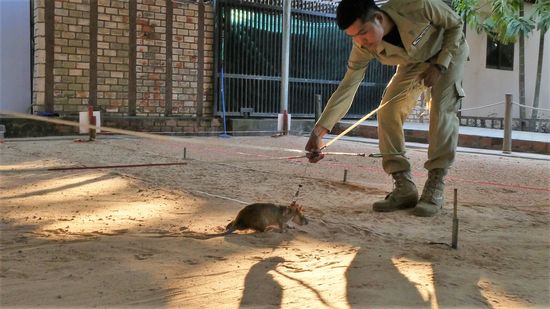 die Ratten läuft an einer Schnur, die an den Beinen von 2 Männern befestigt ist immer hin und her, während die Männer schrittweise sich weiter bewegen.