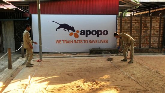 wenn die Ratte TNT riecht, fängt sie an zu scharren, und dann kommt ein Minensucher mit einem Metalldedektor