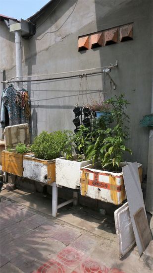 das Kräuterbeet vor der Haustür