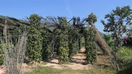 so sehen die Pfeffersträucher aus, ca. 5 Jahre alt